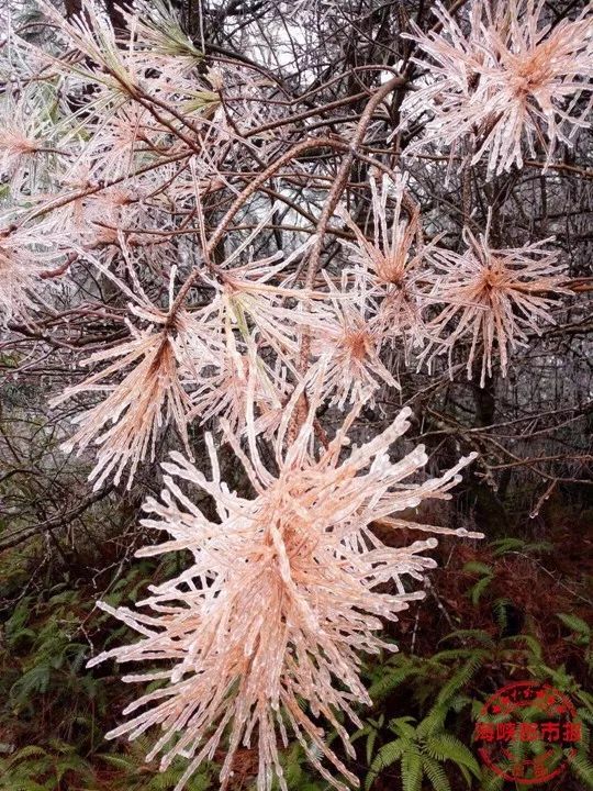 下雪的福建美爆 惊艳到都忘了自己是南方人
