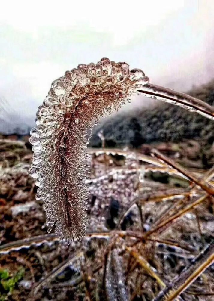下雪的福建美爆 惊艳到都忘了自己是南方人