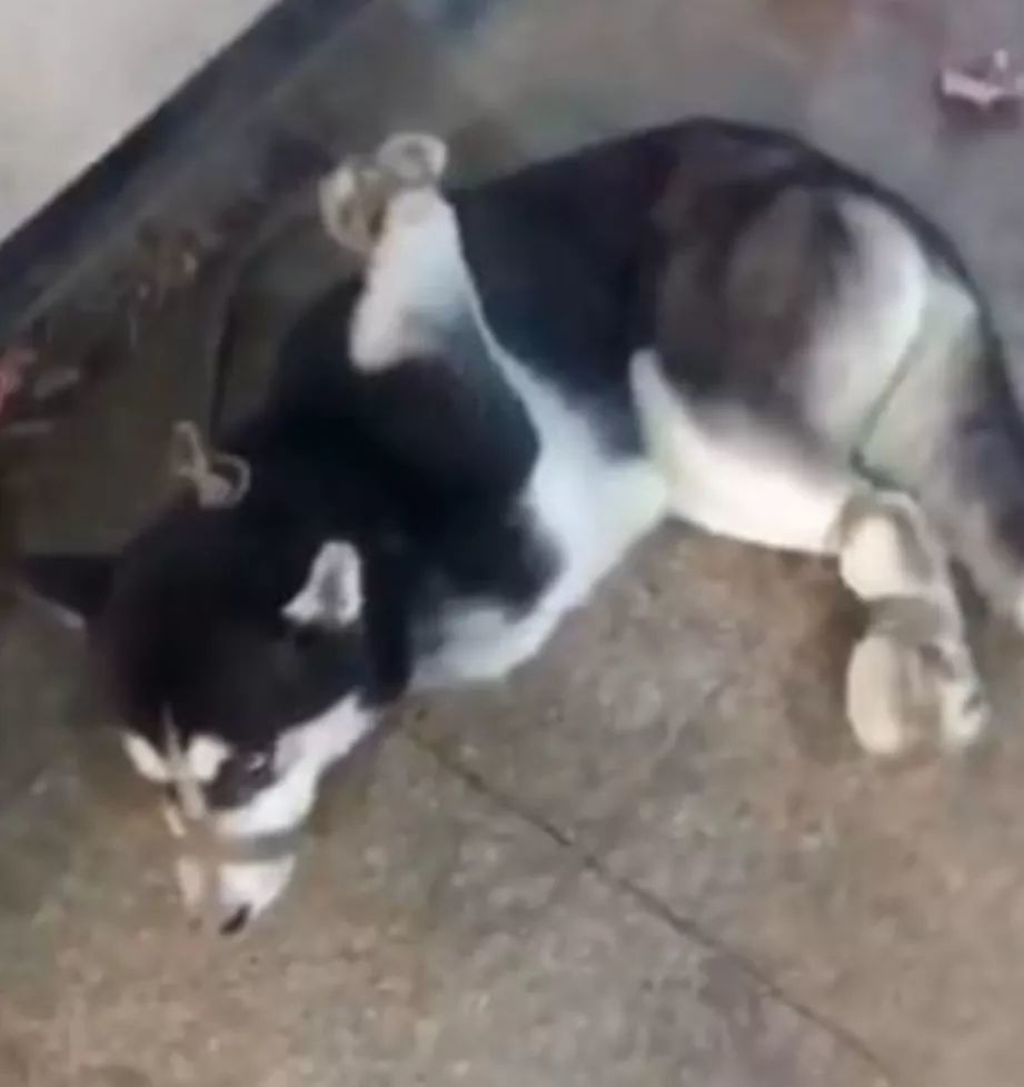 二哈爪子反绑被卖去肉店,幸好有人买下才捡回一条命