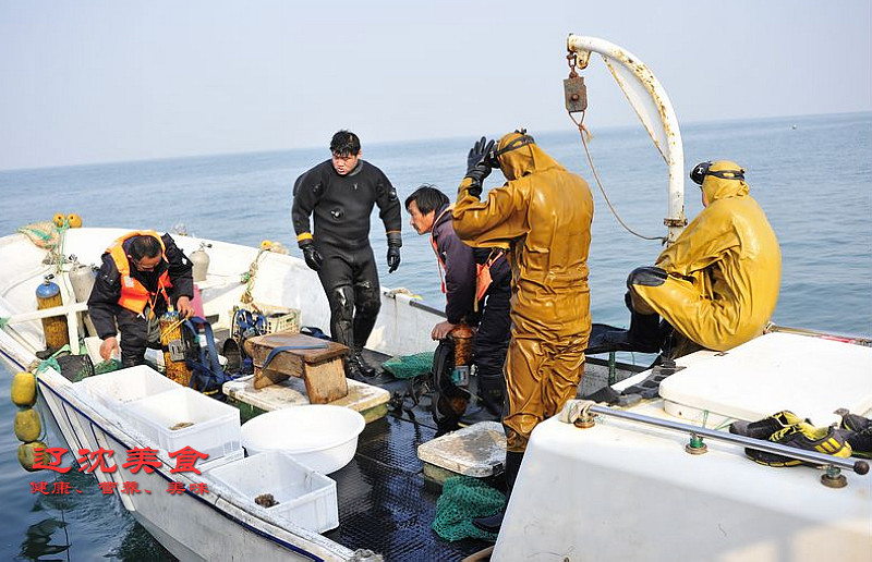 实拍大连獐子岛海鲜捕捞和加工,世界顶级海鲜美食产地