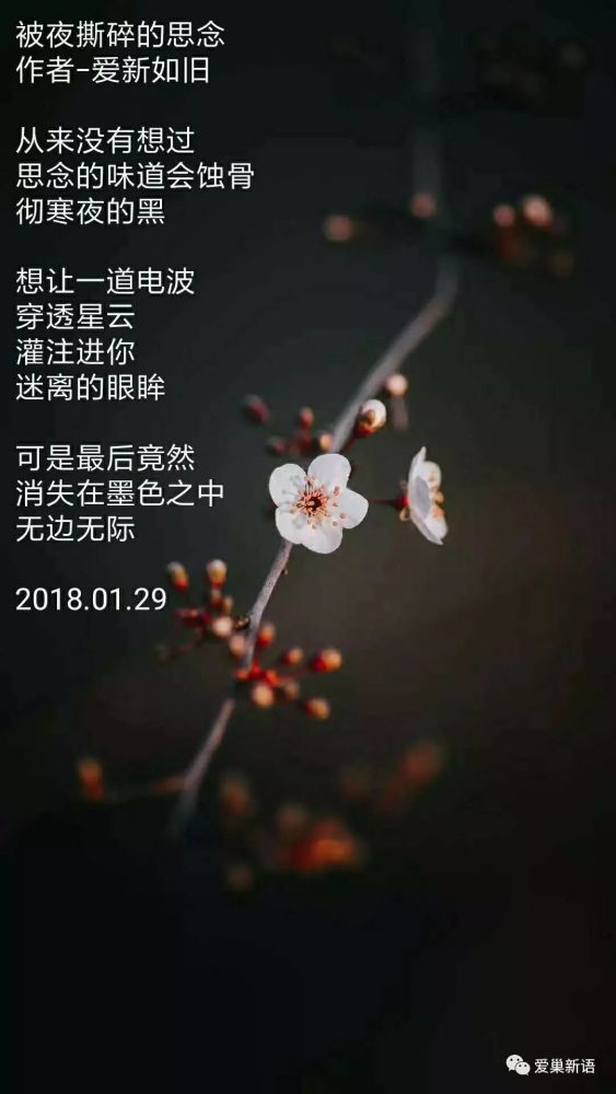 被夜撕碎的思念 作者-爱新如旧