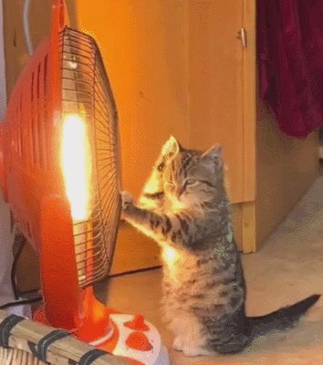 猫咪霸占主人的电热扇,呆萌表情应有尽有,不害怕被烤焦!