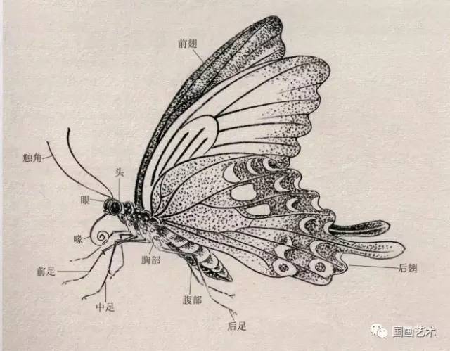 图文教程:工笔画蝶示范,非常实用!