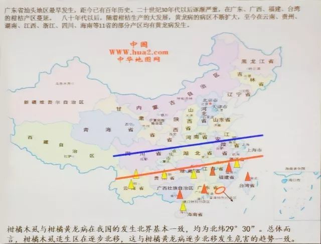 预警!2018年底柑桔价格或暴跌!沙糖桔、沃柑、
