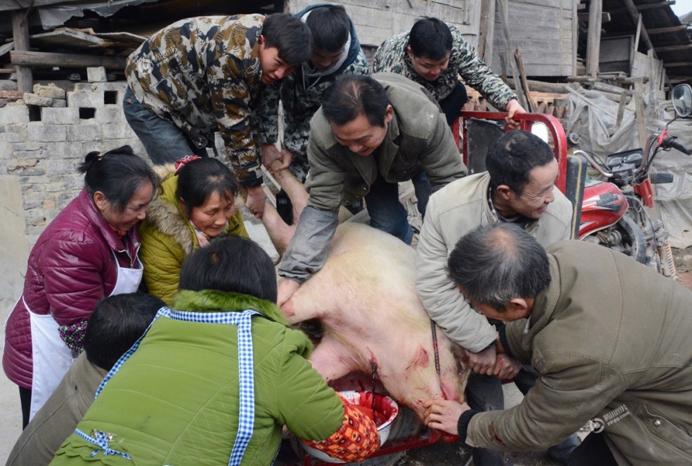 实拍贵州锦屏杀年猪现场