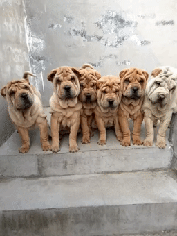 狗市上一中国珍稀犬种,摊主要价2万,网友:这不一堆猪