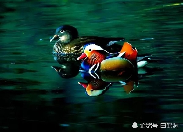 世界上知名的十大爱情鸟,除了鸳鸯,还有