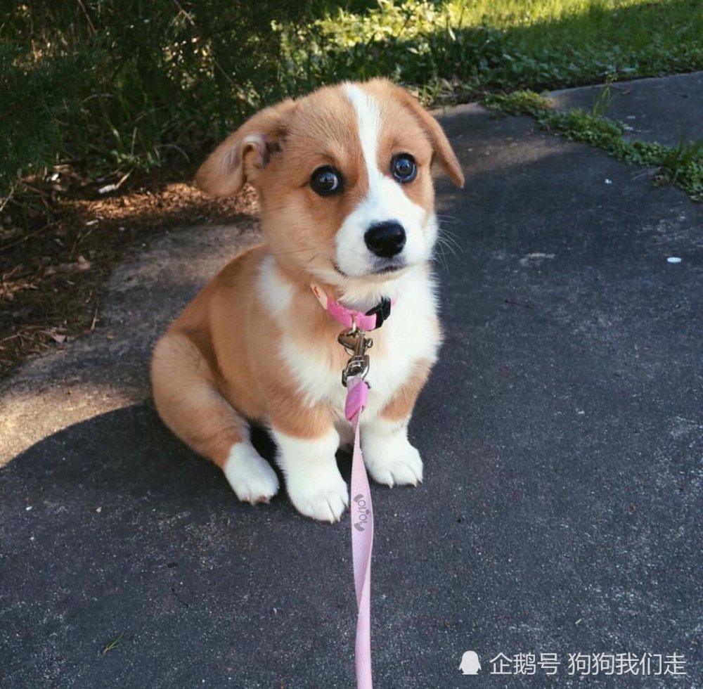 这是Ellie第一次拴绳出门,柯基小时候真可爱,可