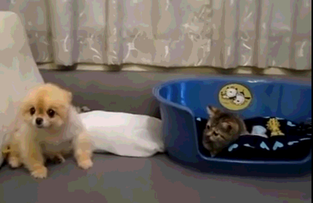 猫咪欲偷袭狗狗,小狗显示高智商:我假装看不见,你来呀!
