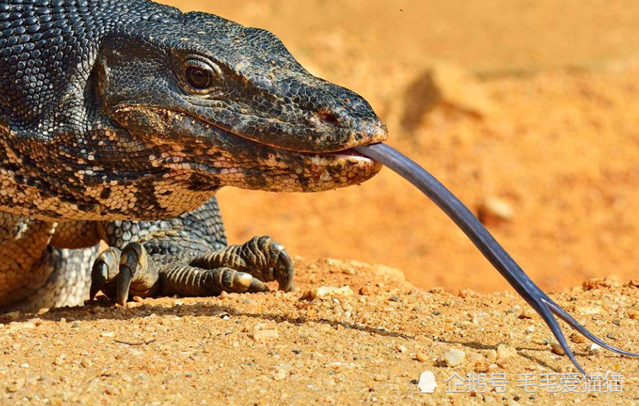 科莫多巨蜥,是现存种类中最大蜥蜴故称"五爪金龙"!