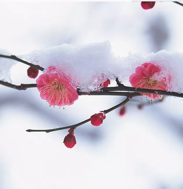 开在雪地里的梅花,大自然的惊世之作