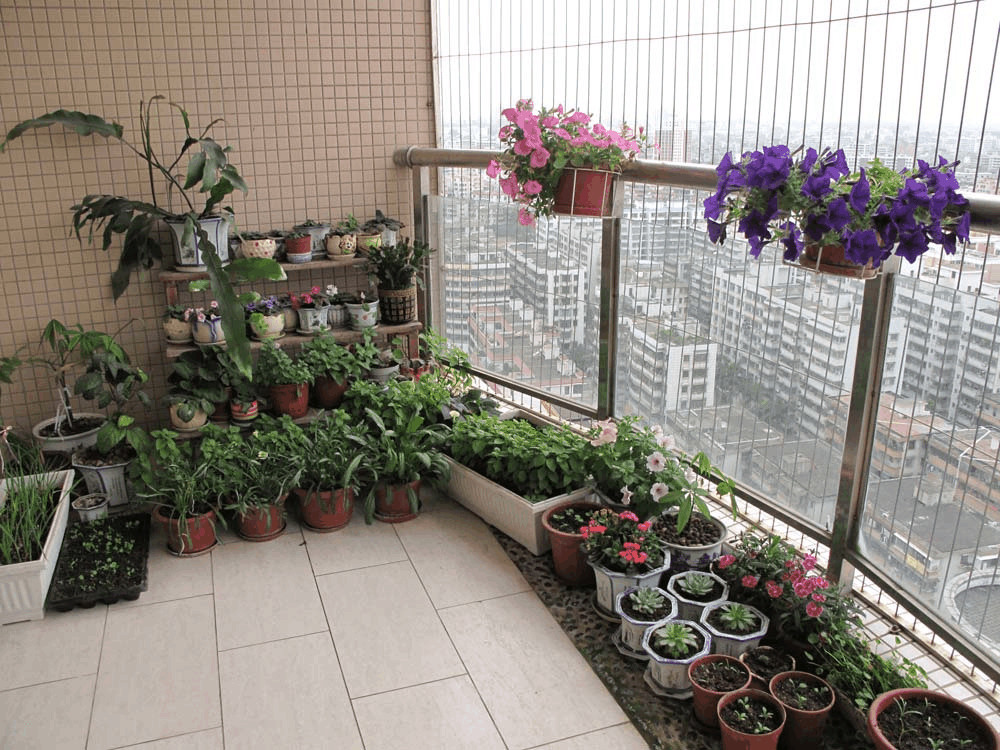 阳台,养花,花卉,花盆,朝向