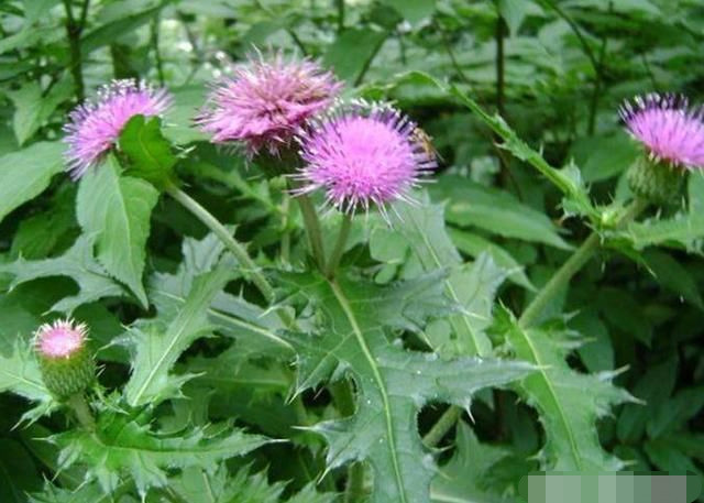 刺角芽这种带刺的野草农村人都见过,既是美味野菜,止血效果称奇