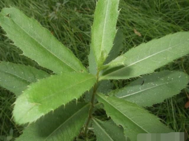 刺角芽这种带刺的野草农村人都见过,既是美味野菜,止血效果称奇