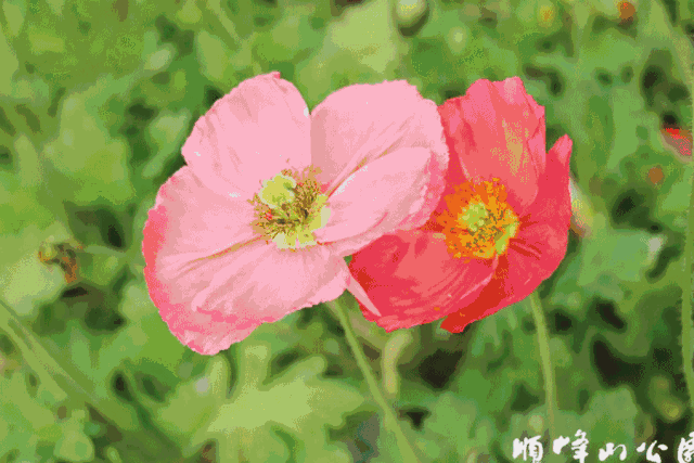虞美人,油菜花,茶花…佛山花开成海!