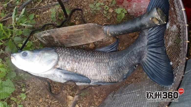 钓鱼的乐趣,不仅是收获了鱼,更在于休闲了生活