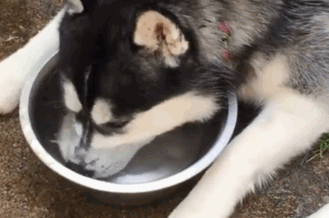 搞笑gif:我再警告你一次,水是让你喝的,不是让你吐泡泡玩的