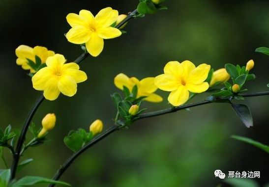 种迎春花