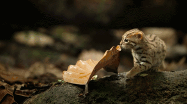 壁纸 动物 昆虫 桌面 蜥 蜥蜴 372_208 gif 动态图 动图