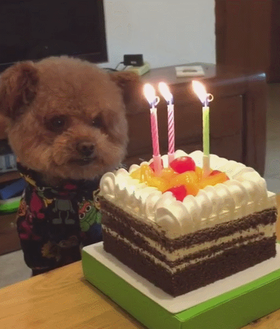 主人帮狗狗过三岁生日,狗狗闭目祈祷,满满的享受!