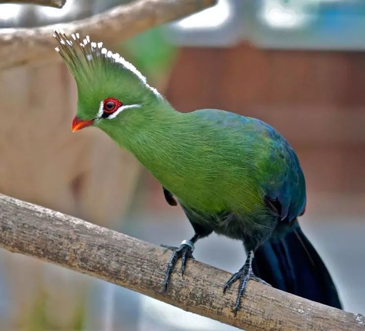 冠蕉鹃八点影视-浏阳网