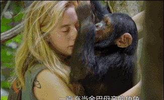 黑猩猩的自拍照我可真没眼看啊