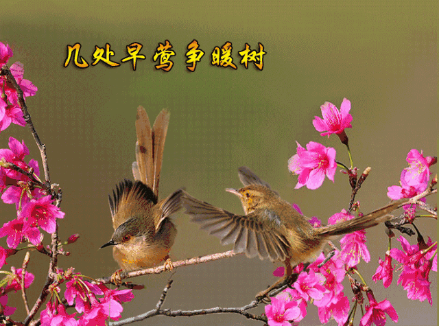 66只喜鹊送给你!祝朋友一整年喜上眉梢,喜事连连!