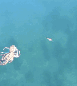 壁纸 桌面 250_280 gif 动态图 动图