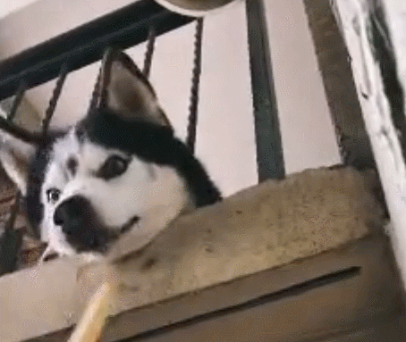 壁纸 大熊猫 动物 狗 狗狗 454_383 gif 动态图 动图