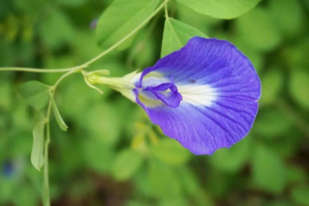 蝶豆【clitoria ternatea】蝶形花亚科  蝶豆属 花大而蓝色,酷似蝴蝶