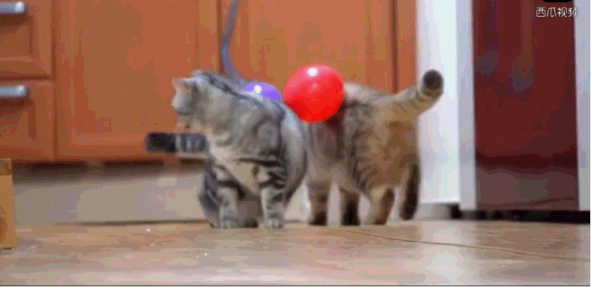 神经猫有多好笑?猫咪玩气球,气球爆炸,吓到怀疑喵生!