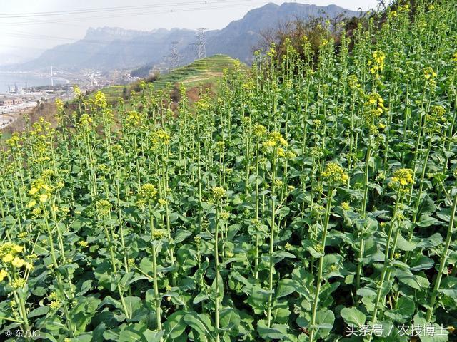 冬油菜种植如何实现高产?冬油菜的高产栽培技术