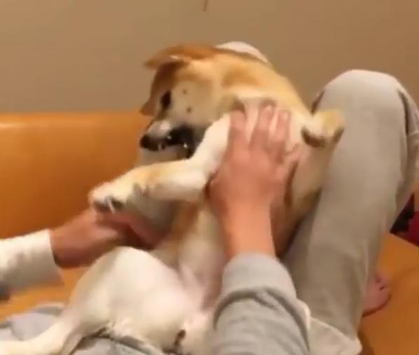 男子挑衅柴犬,狗狗被惹生气龇牙咧嘴想咬人,换个动作它又笑了