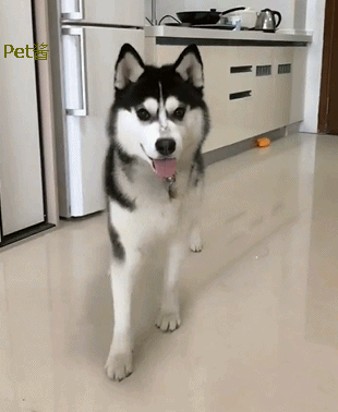 壁纸 动物 狗 狗狗 310_378 gif 动态图 动图