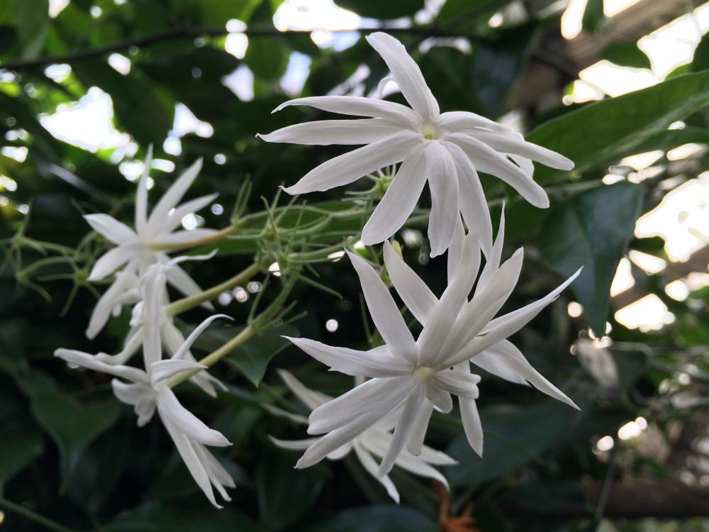 五种只在夜间开花的植物,你知道几种?