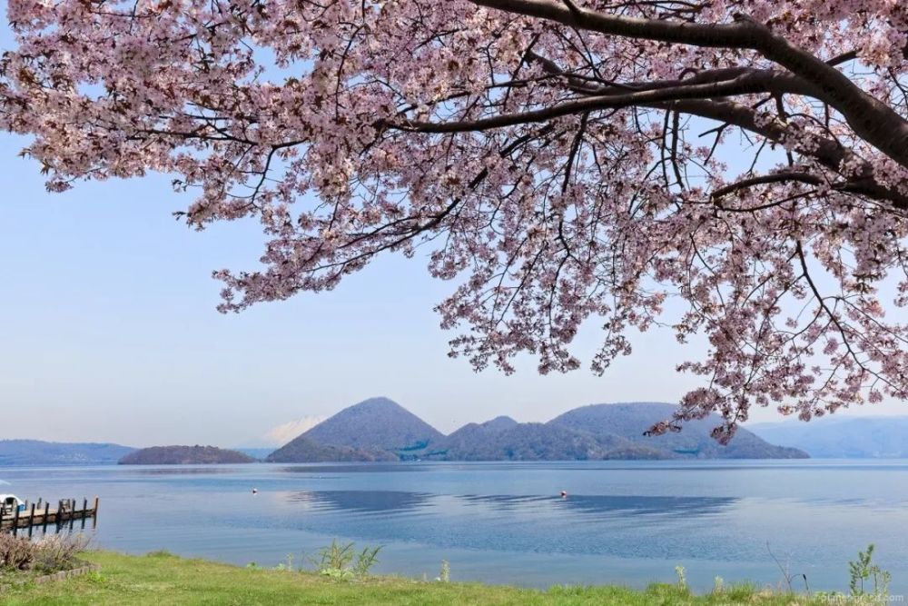 北海道,樱花,函馆,洞爷湖