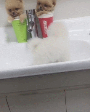 茶杯犬被放杯子,像会眨眼的牙刷,小委屈好乖哦!