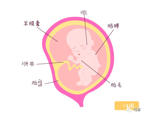 唐氏筛查可以看出胎儿性别吗?唐氏筛查报告单