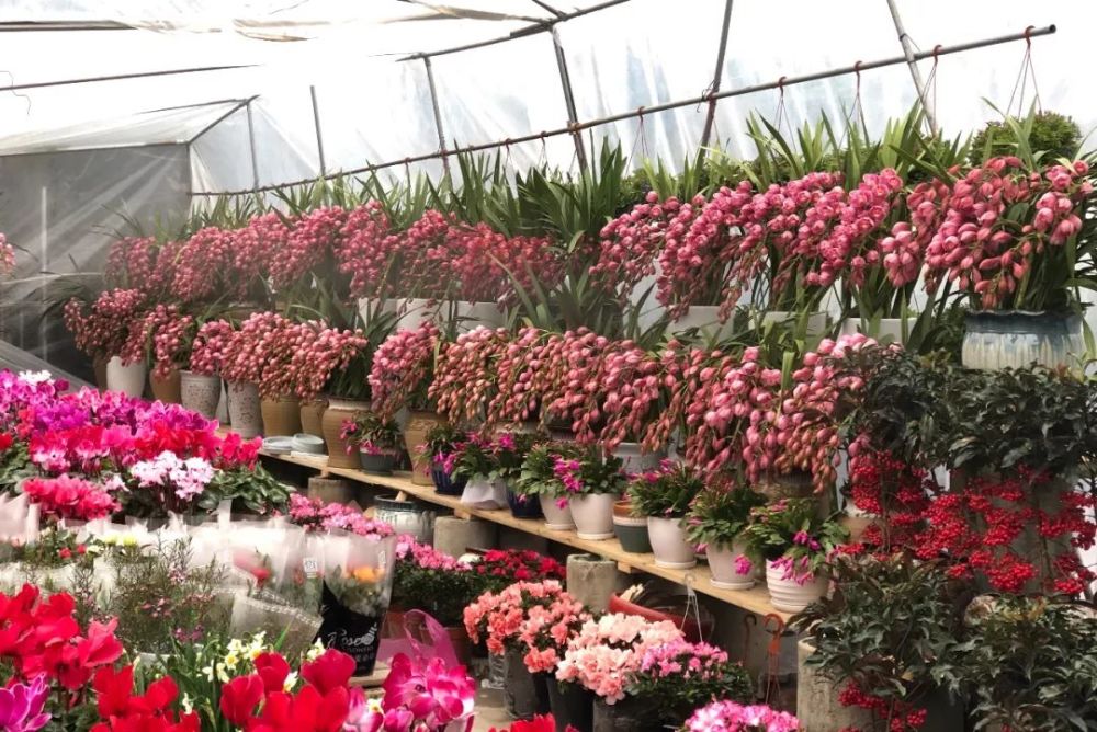 花市,成都,三圣乡,三圣花乡,雁锦花市