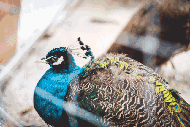 20元人民币背景图对面,漓江之畔有一间小院可赏孔雀,逗八哥,观星河