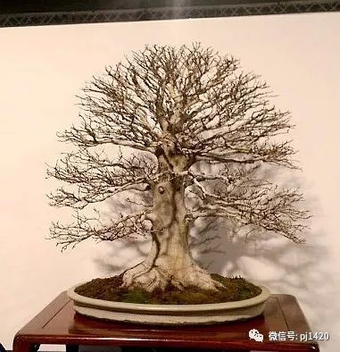 2018 欧洲顶级盆景展会