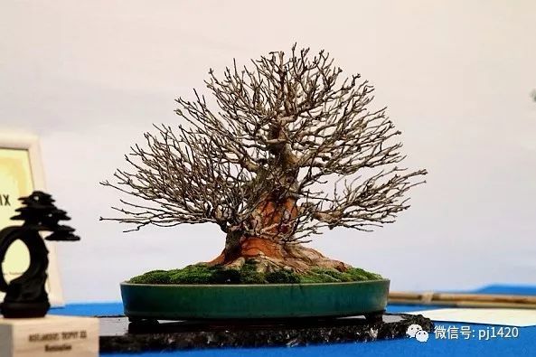 2018 欧洲顶级盆景展会