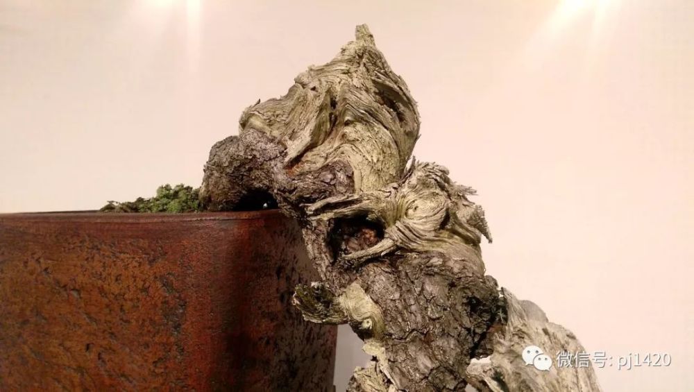 2018 欧洲顶级盆景展会