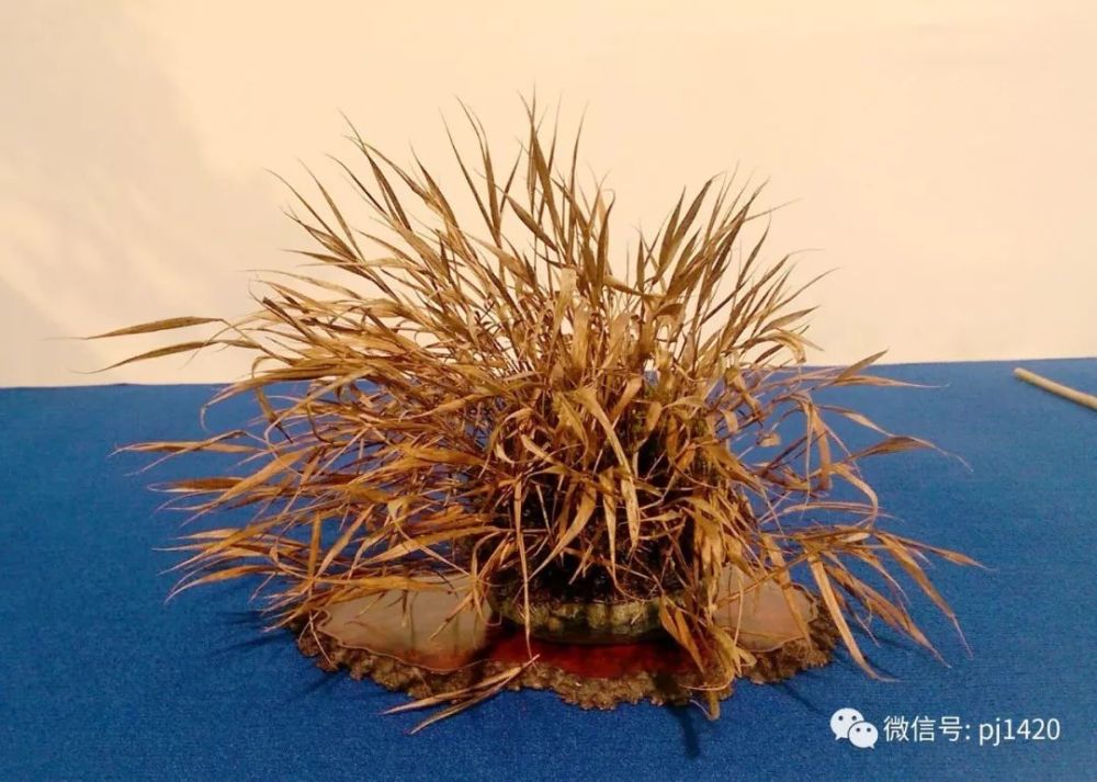 2018 欧洲顶级盆景展会