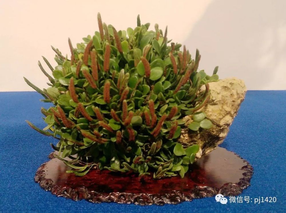 2018 欧洲顶级盆景展会