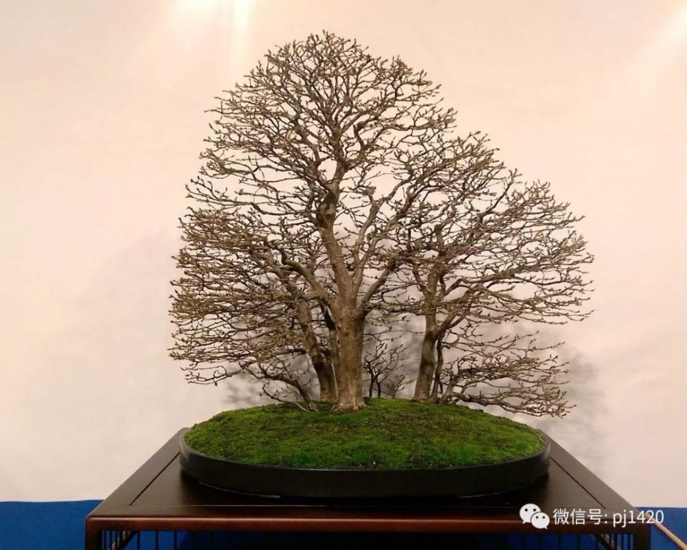 2018 欧洲顶级盆景展会