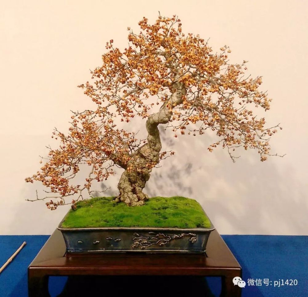 2018 欧洲顶级盆景展会