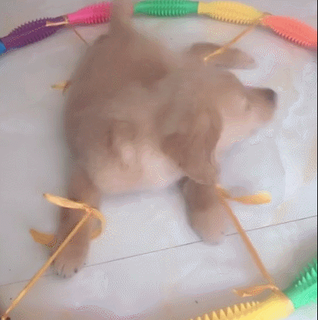 小金毛犯错被主人罚,四肢绑在呼啦圈内,在小圈圈里