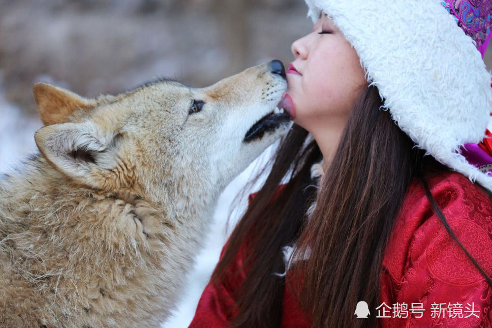 内蒙90后美女养30多只狼 整日与狼群为伴(组图) - 2