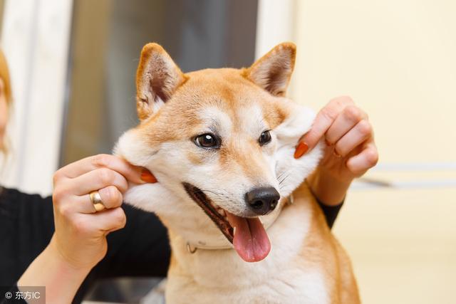 光知道柴犬当然还不够 柴犬还分4个品种 看点快报